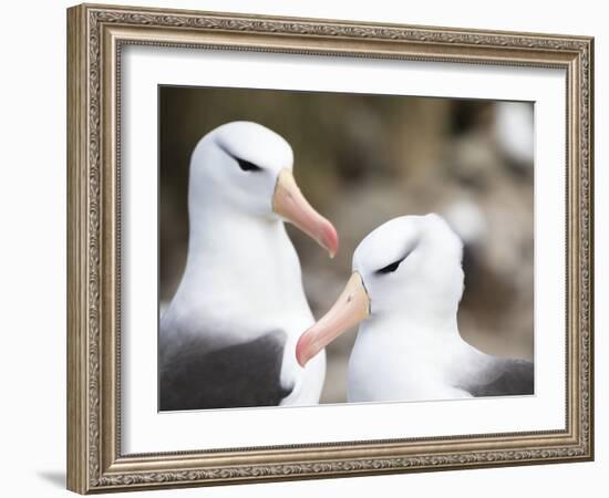 Black-browed albatross or black-browed mollymawk, Falkland Islands-Martin Zwick-Framed Photographic Print