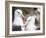 Black-browed albatross or black-browed mollymawk, Falkland Islands-Martin Zwick-Framed Photographic Print