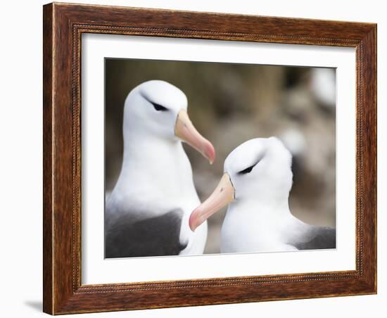 Black-browed albatross or black-browed mollymawk, Falkland Islands-Martin Zwick-Framed Photographic Print