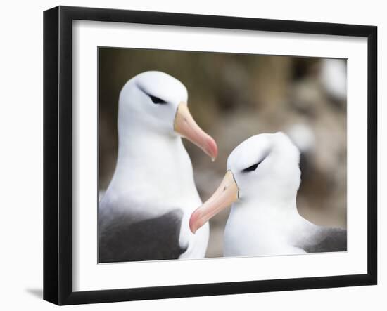 Black-browed albatross or black-browed mollymawk, Falkland Islands-Martin Zwick-Framed Photographic Print