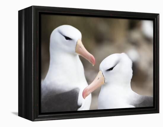 Black-browed albatross or black-browed mollymawk, Falkland Islands-Martin Zwick-Framed Premier Image Canvas