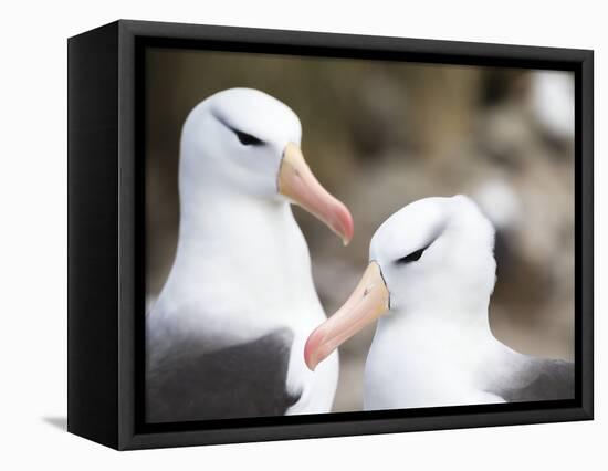 Black-browed albatross or black-browed mollymawk, Falkland Islands-Martin Zwick-Framed Premier Image Canvas