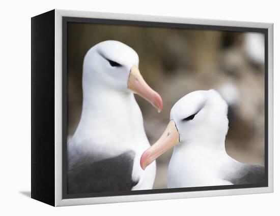 Black-browed albatross or black-browed mollymawk, Falkland Islands-Martin Zwick-Framed Premier Image Canvas