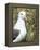 Black-browed albatross or black-browed mollymawk, Falkland Islands-Martin Zwick-Framed Premier Image Canvas