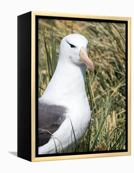 Black-browed albatross or black-browed mollymawk, Falkland Islands-Martin Zwick-Framed Premier Image Canvas