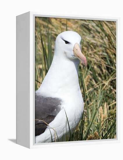 Black-browed albatross or black-browed mollymawk, Falkland Islands-Martin Zwick-Framed Premier Image Canvas