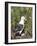 Black-browed albatross or black-browed mollymawk (Thalassarche melanophris).-Martin Zwick-Framed Photographic Print