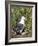 Black-browed albatross or black-browed mollymawk (Thalassarche melanophris).-Martin Zwick-Framed Photographic Print