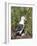 Black-browed albatross or black-browed mollymawk (Thalassarche melanophris).-Martin Zwick-Framed Photographic Print