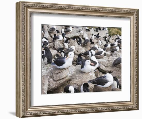 Black-browed albatross or black-browed mollymawk (Thalassarche melanophris).-Martin Zwick-Framed Photographic Print