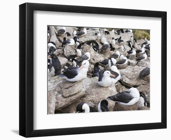 Black-browed albatross or black-browed mollymawk (Thalassarche melanophris).-Martin Zwick-Framed Photographic Print