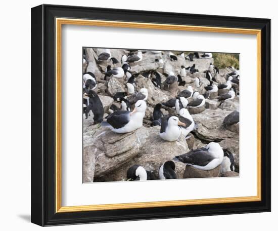 Black-browed albatross or black-browed mollymawk (Thalassarche melanophris).-Martin Zwick-Framed Photographic Print