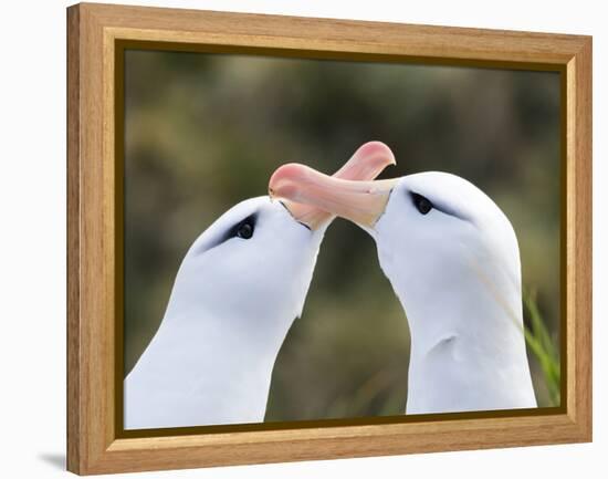 Black-browed albatross or black-browed mollymawk, typical courtship and greeting behavior.-Martin Zwick-Framed Premier Image Canvas