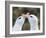 Black-browed albatross or black-browed mollymawk, typical courtship and greeting behavior.-Martin Zwick-Framed Photographic Print