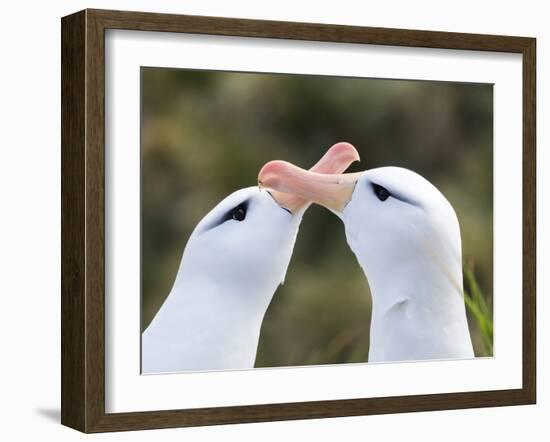 Black-browed albatross or black-browed mollymawk, typical courtship and greeting behavior.-Martin Zwick-Framed Photographic Print