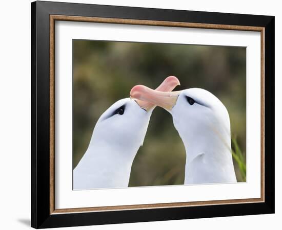 Black-browed albatross or black-browed mollymawk, typical courtship and greeting behavior.-Martin Zwick-Framed Photographic Print