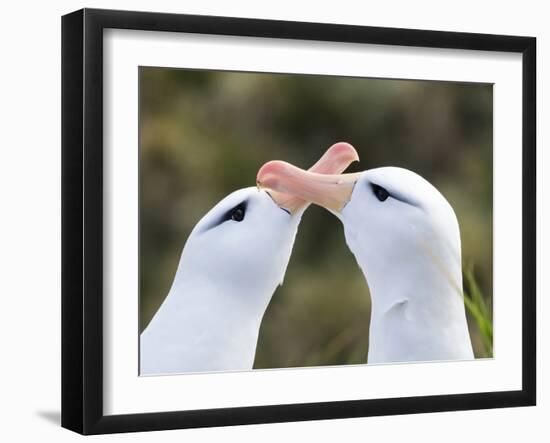 Black-browed albatross or black-browed mollymawk, typical courtship and greeting behavior.-Martin Zwick-Framed Photographic Print