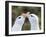 Black-browed albatross or black-browed mollymawk, typical courtship and greeting behavior.-Martin Zwick-Framed Photographic Print