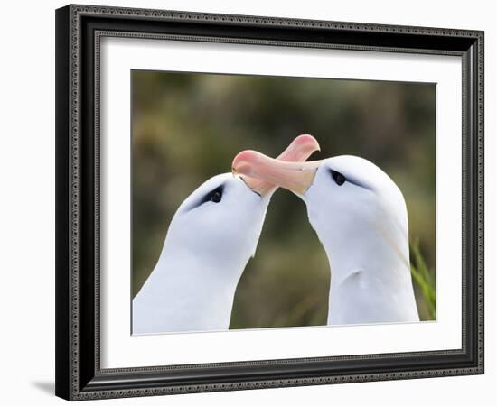 Black-browed albatross or black-browed mollymawk, typical courtship and greeting behavior.-Martin Zwick-Framed Photographic Print