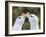 Black-browed albatross or black-browed mollymawk, typical courtship and greeting behavior.-Martin Zwick-Framed Photographic Print