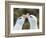 Black-browed albatross or black-browed mollymawk, typical courtship and greeting behavior.-Martin Zwick-Framed Photographic Print