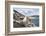 Black-Browed Albatross or Mollymawk, Colony. Falkland Islands-Martin Zwick-Framed Photographic Print