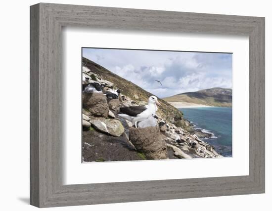 Black-Browed Albatross or Mollymawk, Colony. Falkland Islands-Martin Zwick-Framed Photographic Print