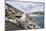 Black-Browed Albatross or Mollymawk, Colony. Falkland Islands-Martin Zwick-Mounted Photographic Print