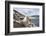 Black-Browed Albatross or Mollymawk, Colony. Falkland Islands-Martin Zwick-Framed Photographic Print