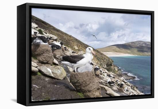 Black-Browed Albatross or Mollymawk, Colony. Falkland Islands-Martin Zwick-Framed Premier Image Canvas