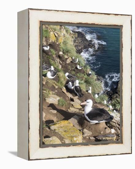 Black-Browed Albatross or Mollymawk, Colony. Falkland Islands-Martin Zwick-Framed Premier Image Canvas