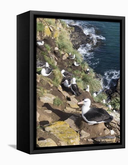 Black-Browed Albatross or Mollymawk, Colony. Falkland Islands-Martin Zwick-Framed Premier Image Canvas