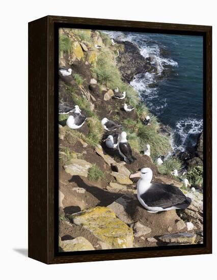 Black-Browed Albatross or Mollymawk, Colony. Falkland Islands-Martin Zwick-Framed Premier Image Canvas