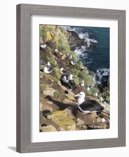 Black-Browed Albatross or Mollymawk, Colony. Falkland Islands-Martin Zwick-Framed Photographic Print