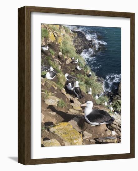 Black-Browed Albatross or Mollymawk, Colony. Falkland Islands-Martin Zwick-Framed Photographic Print