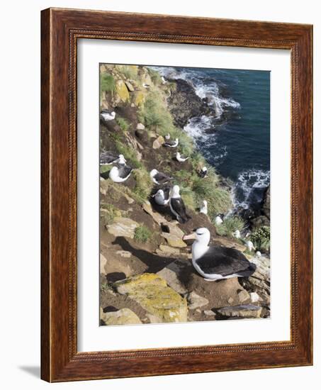 Black-Browed Albatross or Mollymawk, Colony. Falkland Islands-Martin Zwick-Framed Photographic Print