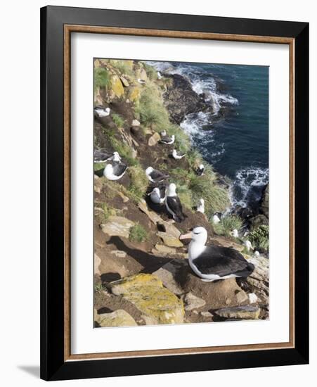 Black-Browed Albatross or Mollymawk, Colony. Falkland Islands-Martin Zwick-Framed Photographic Print