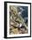 Black-Browed Albatross or Mollymawk, Colony. Falkland Islands-Martin Zwick-Framed Photographic Print