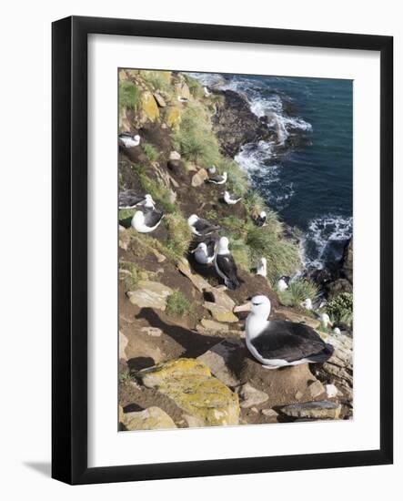 Black-Browed Albatross or Mollymawk, Colony. Falkland Islands-Martin Zwick-Framed Photographic Print
