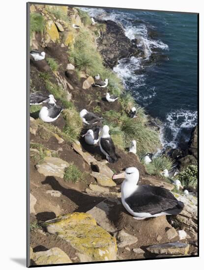 Black-Browed Albatross or Mollymawk, Colony. Falkland Islands-Martin Zwick-Mounted Photographic Print