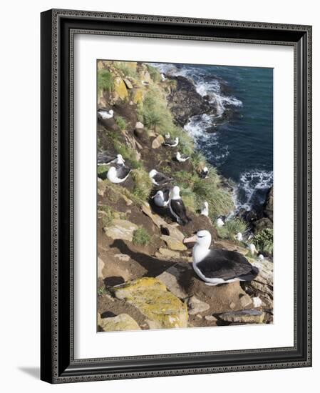 Black-Browed Albatross or Mollymawk, Colony. Falkland Islands-Martin Zwick-Framed Photographic Print