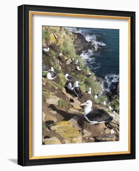 Black-Browed Albatross or Mollymawk, Colony. Falkland Islands-Martin Zwick-Framed Photographic Print