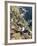 Black-Browed Albatross or Mollymawk, Colony. Falkland Islands-Martin Zwick-Framed Photographic Print