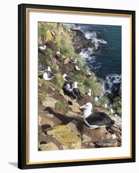 Black-Browed Albatross or Mollymawk, Colony. Falkland Islands-Martin Zwick-Framed Photographic Print