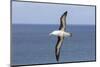 Black-Browed Albatross or Mollymawk, Flight Shot. Falkland Islands-Martin Zwick-Mounted Photographic Print