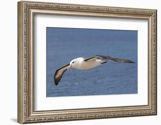 Black-Browed Albatross or Mollymawk, Flight Shot. Falkland Islands-Martin Zwick-Framed Photographic Print