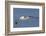 Black-Browed Albatross or Mollymawk, Flight Shot. Falkland Islands-Martin Zwick-Framed Photographic Print