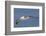 Black-Browed Albatross or Mollymawk, Flight Shot. Falkland Islands-Martin Zwick-Framed Photographic Print