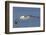 Black-Browed Albatross or Mollymawk, Flight Shot. Falkland Islands-Martin Zwick-Framed Photographic Print