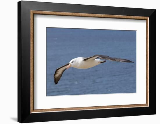 Black-Browed Albatross or Mollymawk, Flight Shot. Falkland Islands-Martin Zwick-Framed Photographic Print